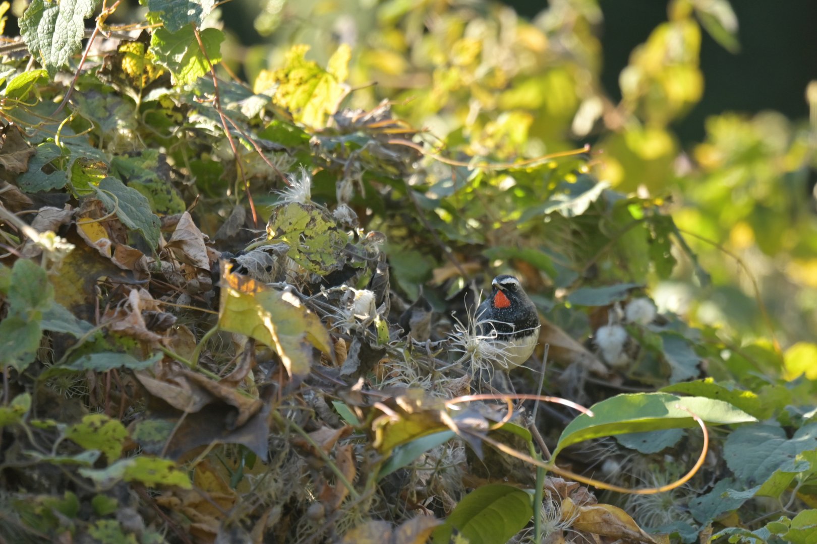 Himalyan rubythroat Calliope pectoralis