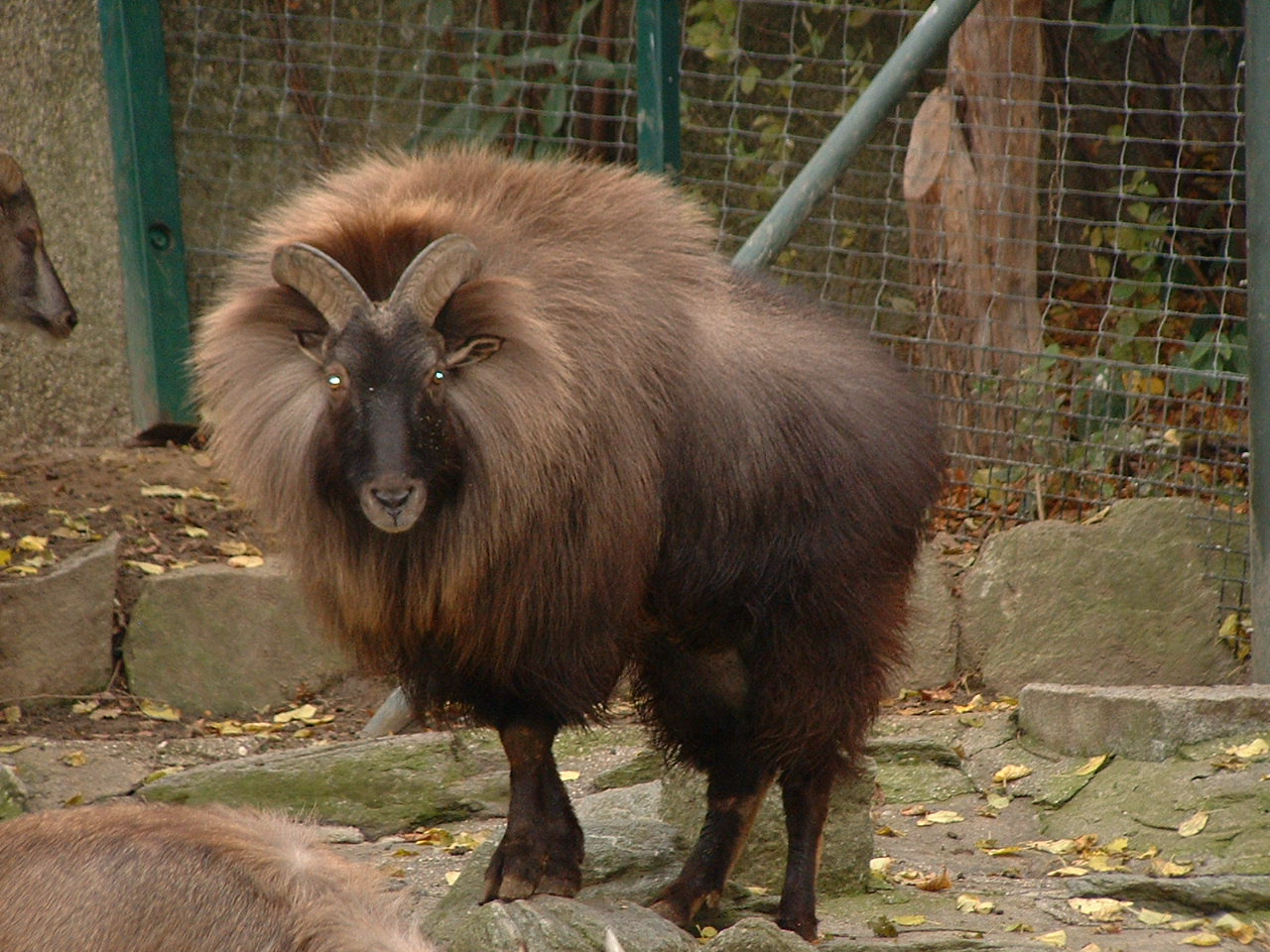 Himalyan Tahr - Vienna 2006