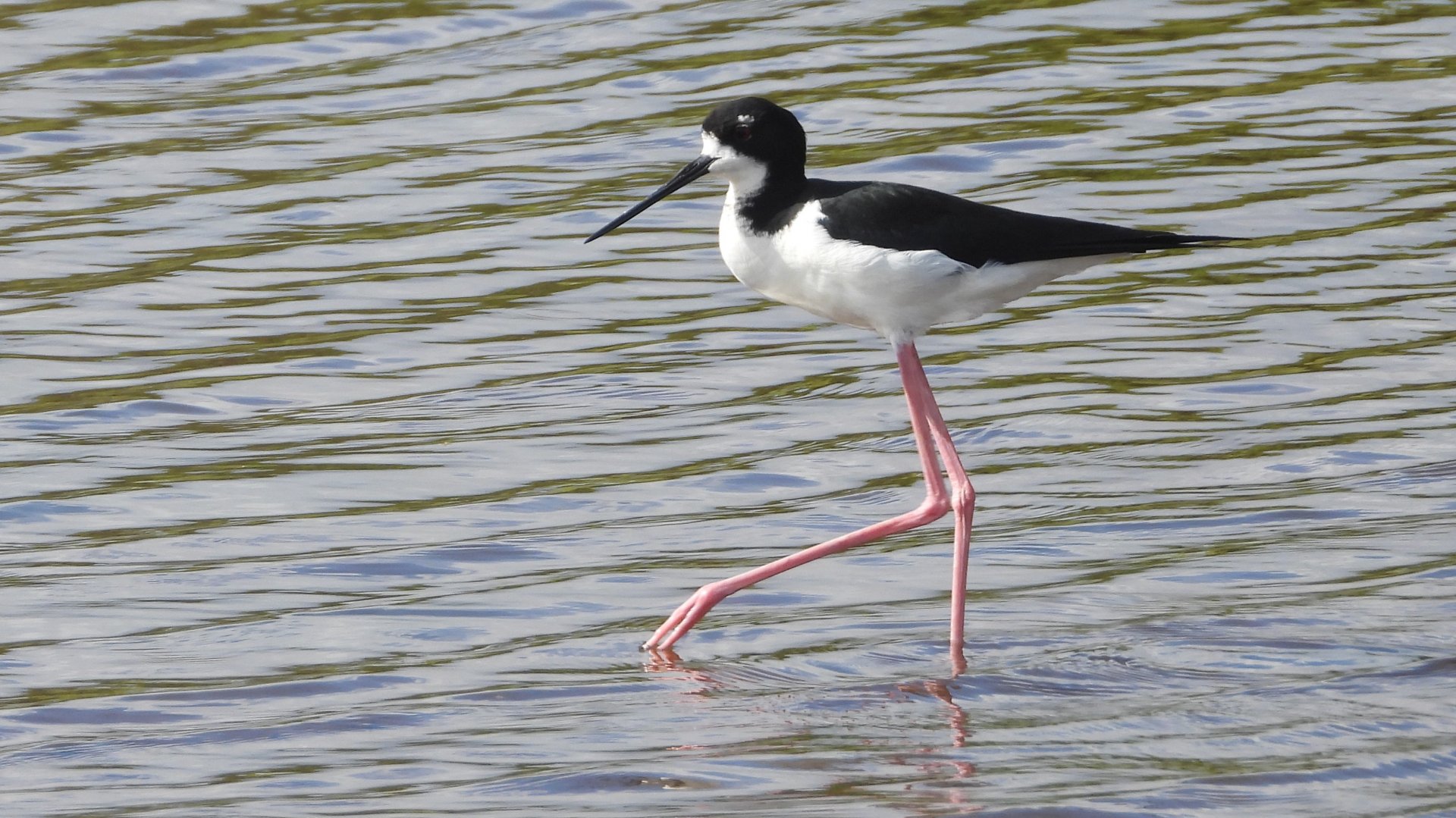 Himantopus mexicanus knudseni