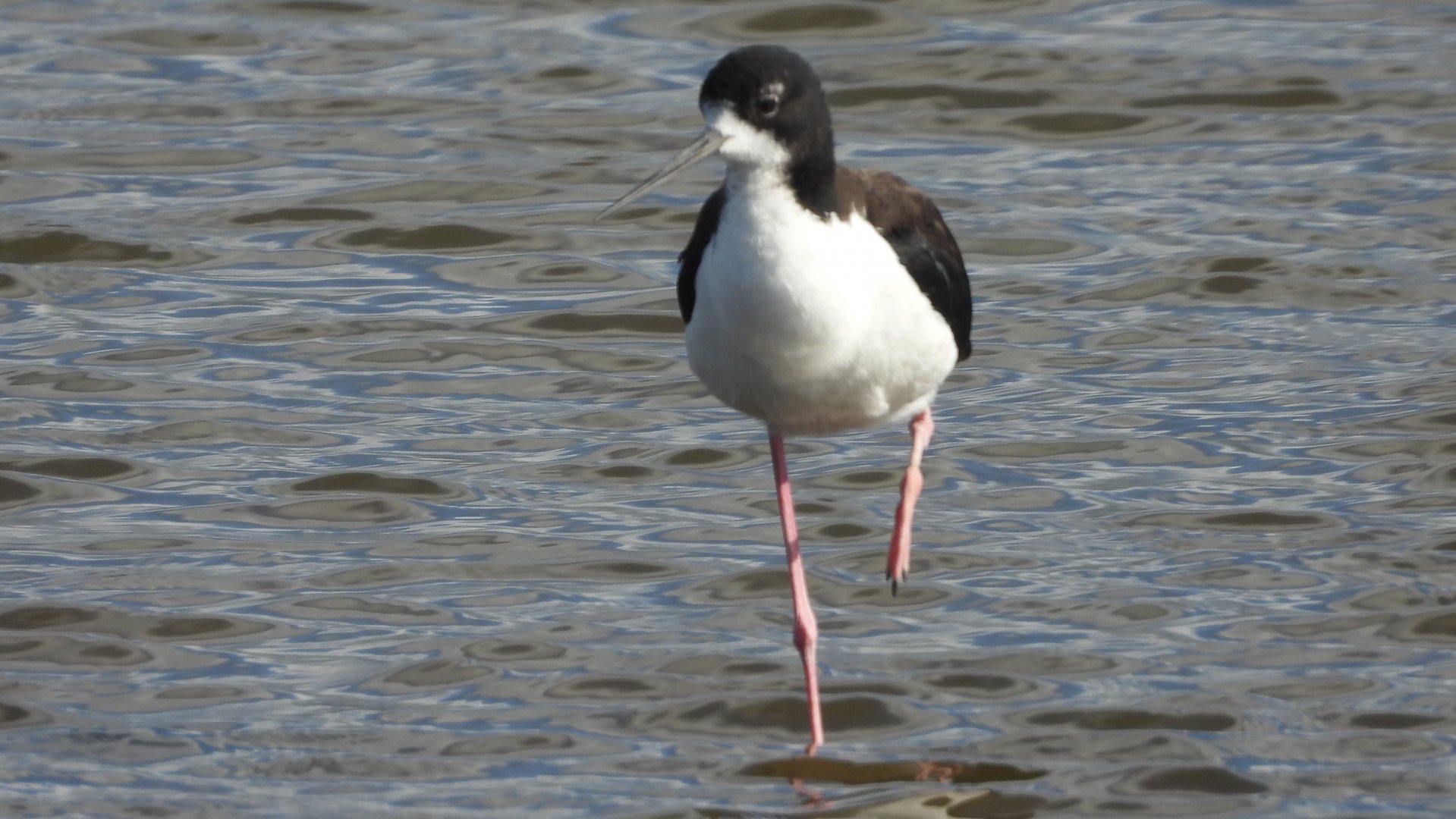 Himantopus mexicanus knudseni