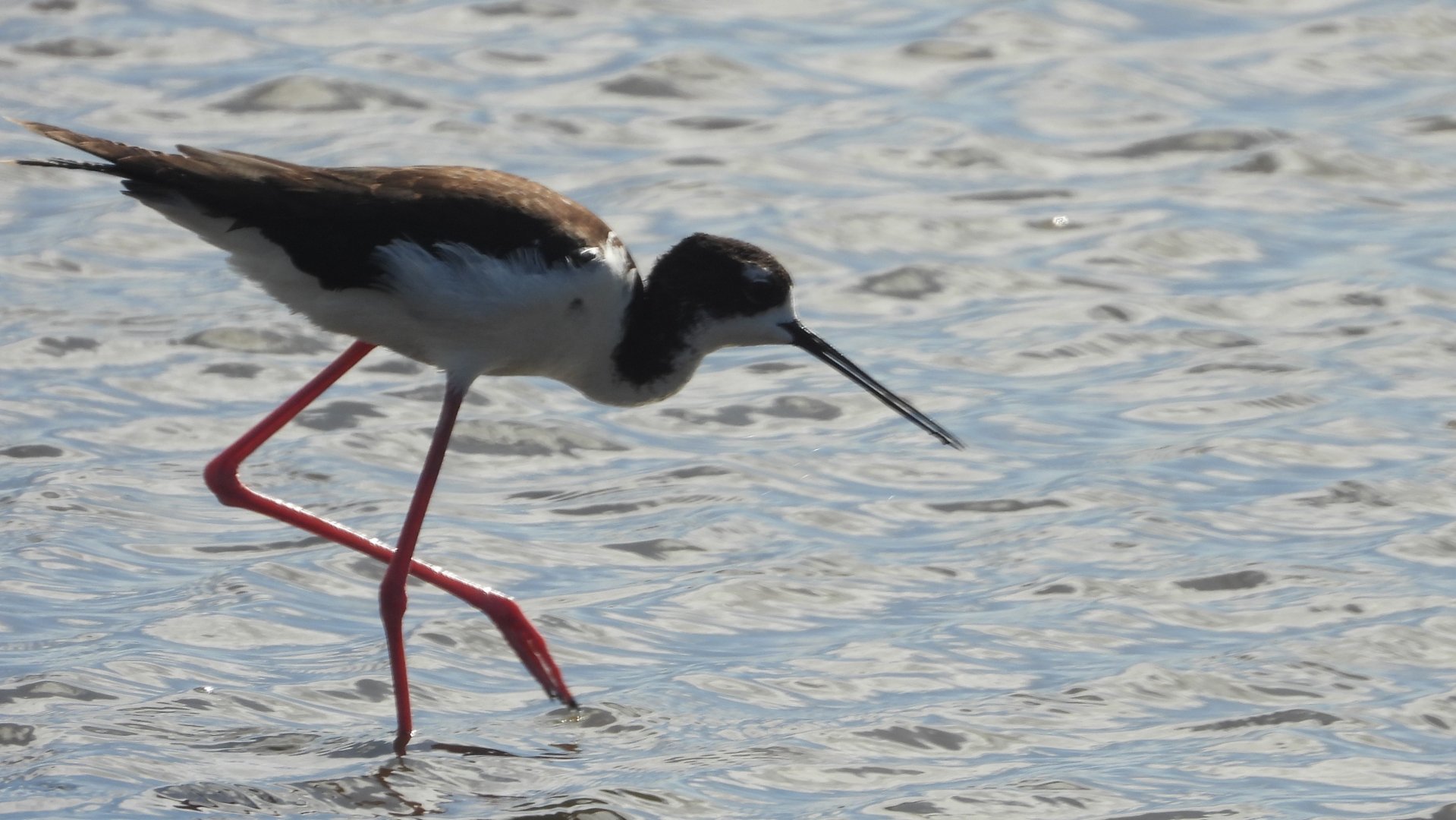Himantopus mexicanus knudseni