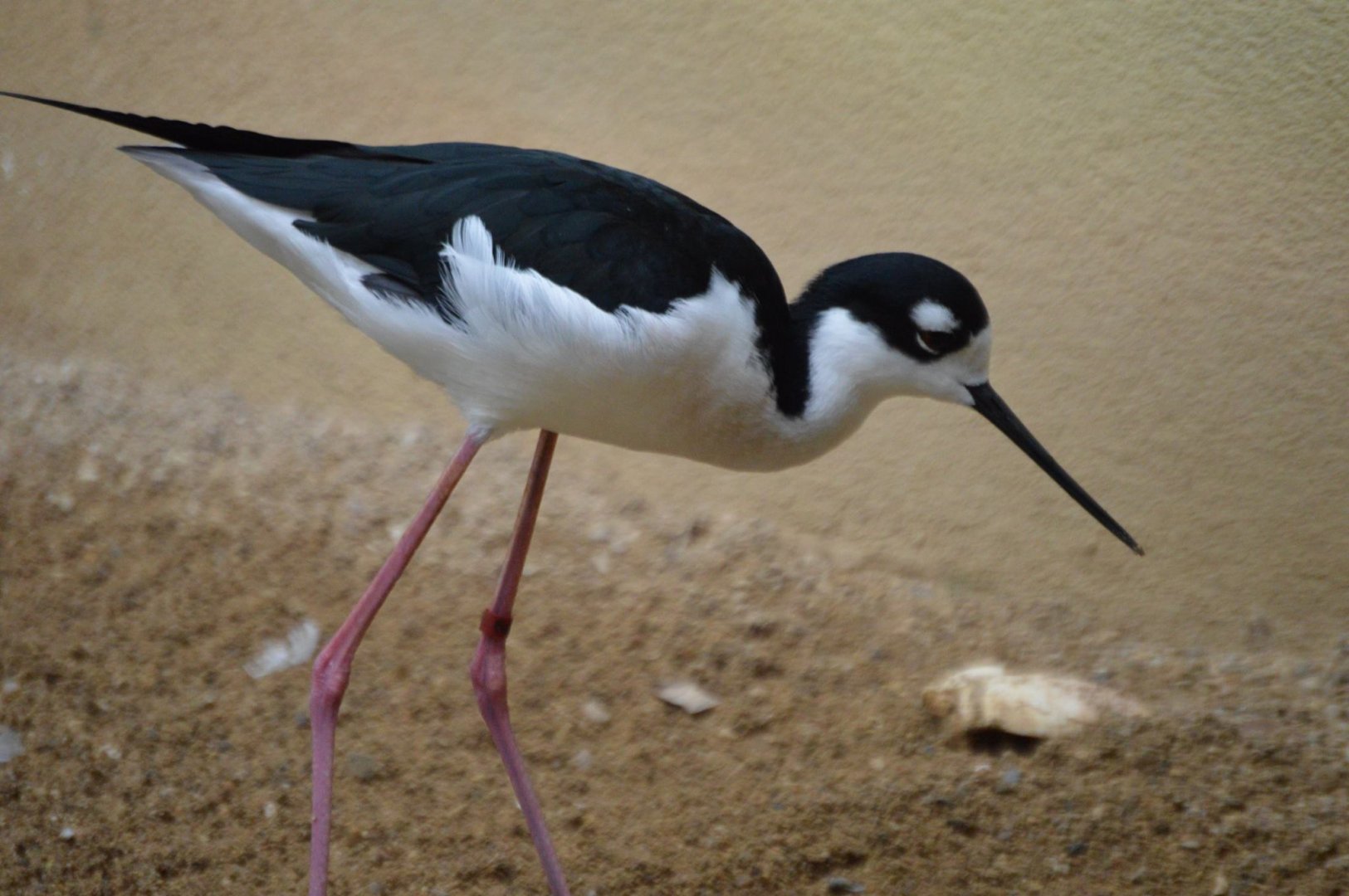 Himantopus mexicanus