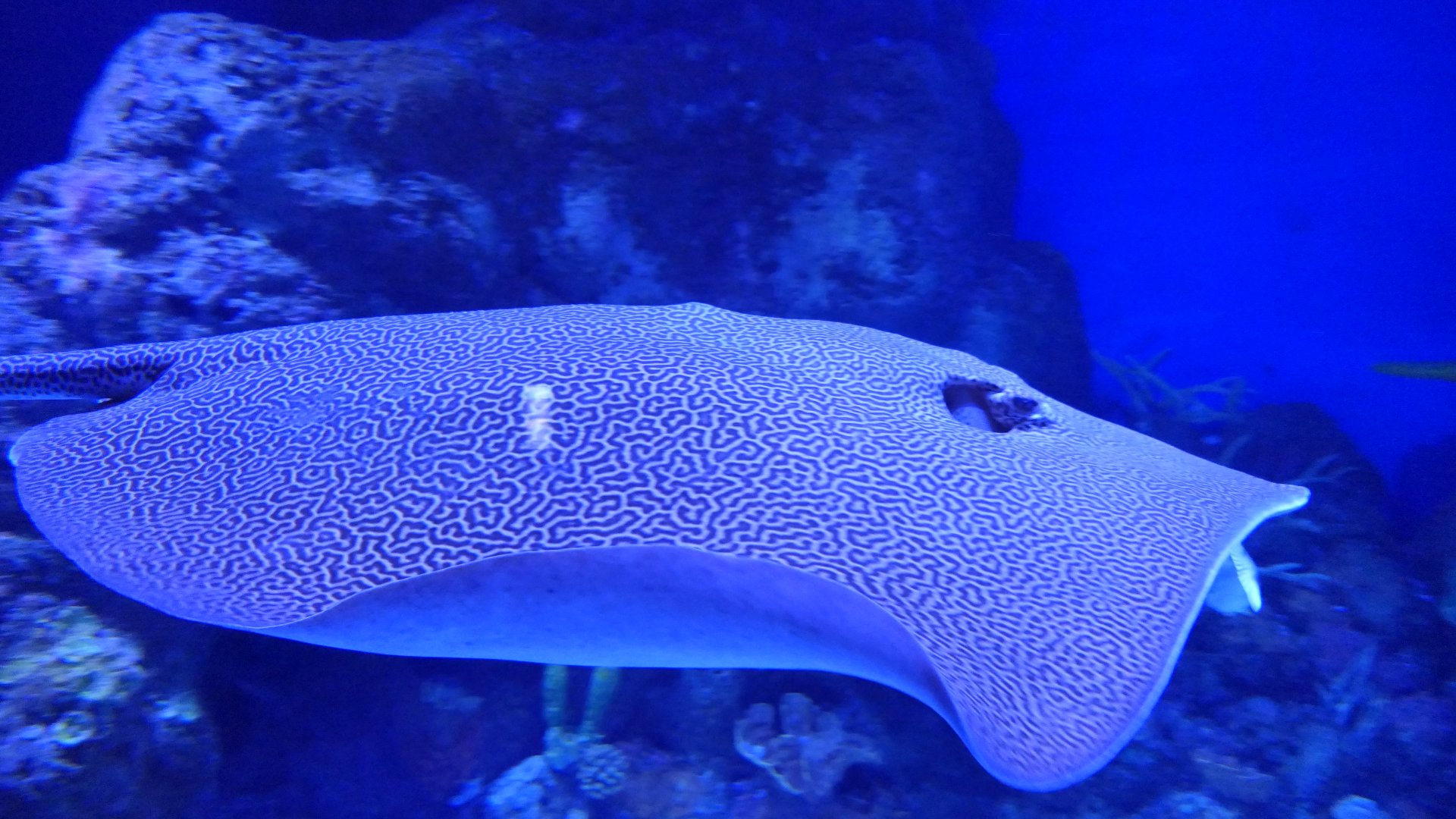 Himantura ID? Cairns Aquarium