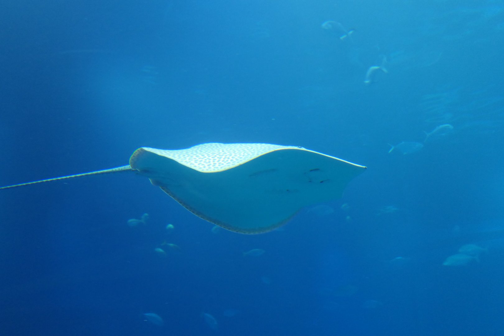 Himantura ID? - Osaka Aquarium