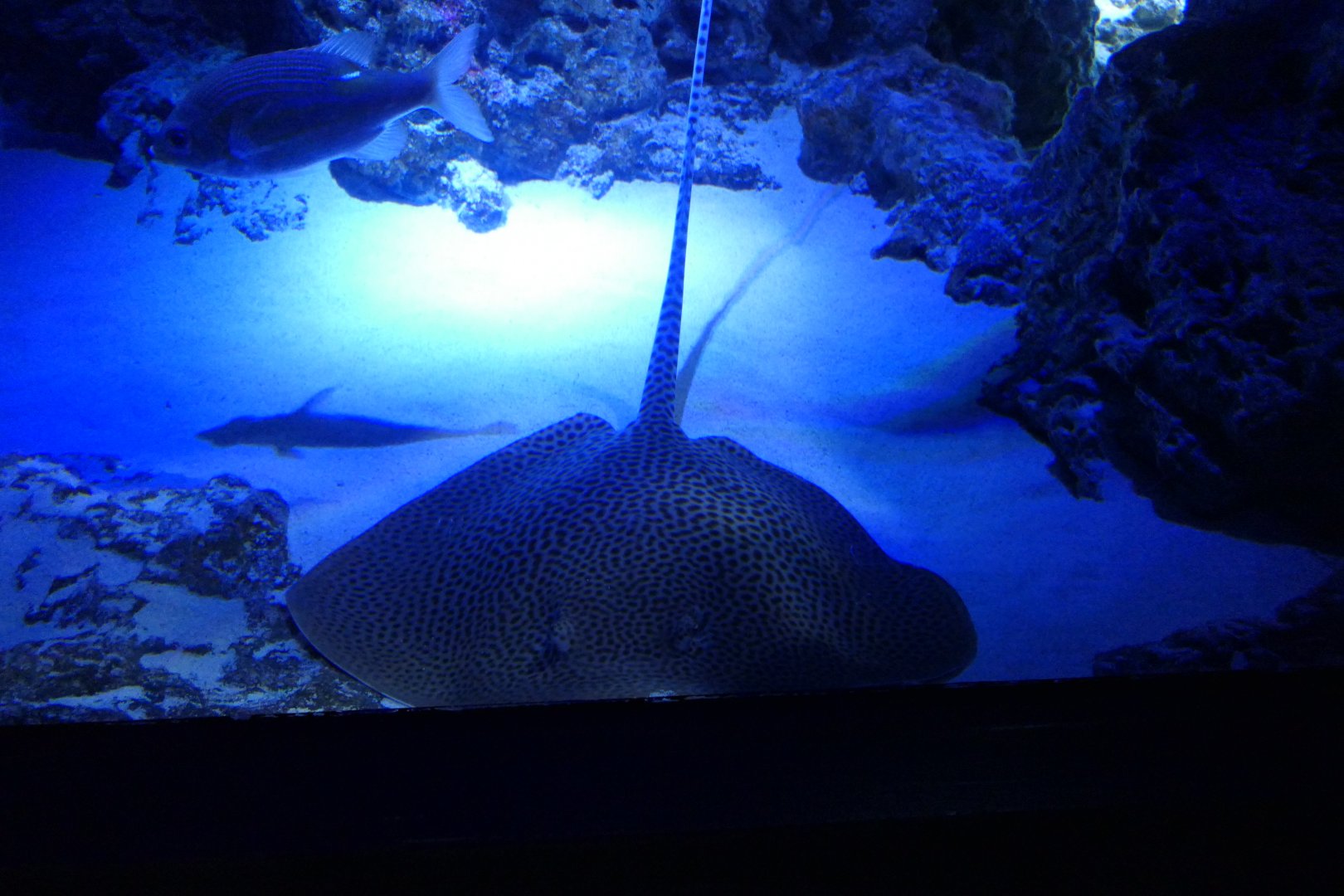 Himantura ID? - Sunshine Aquarium