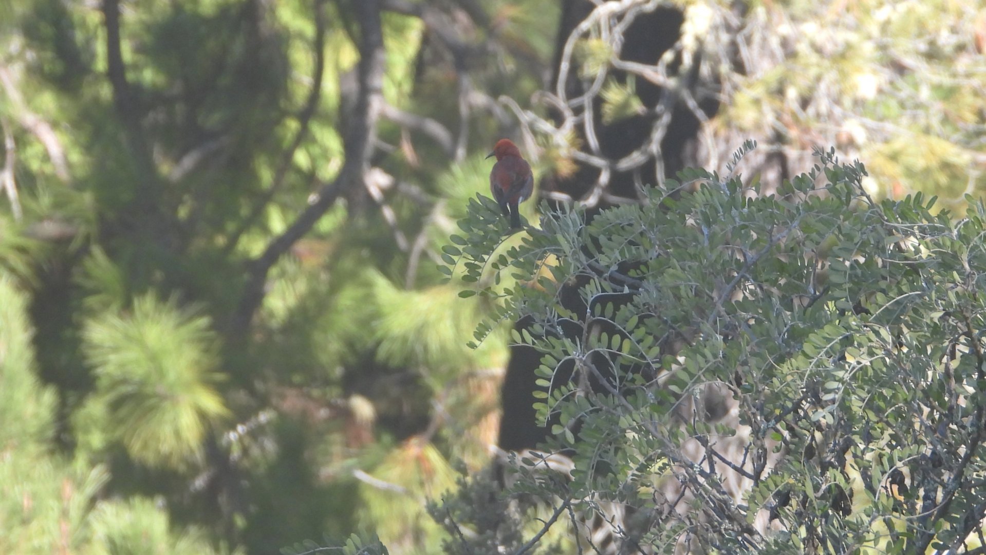 Himatione sanguinea (Haleakalā National Park)