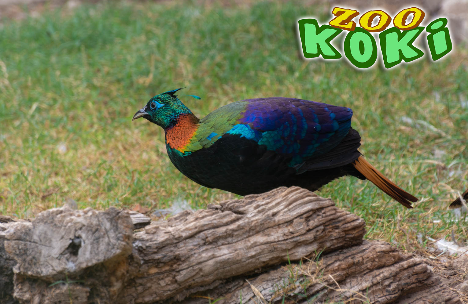 Himayalan Monal (Lophophorus impejanus)