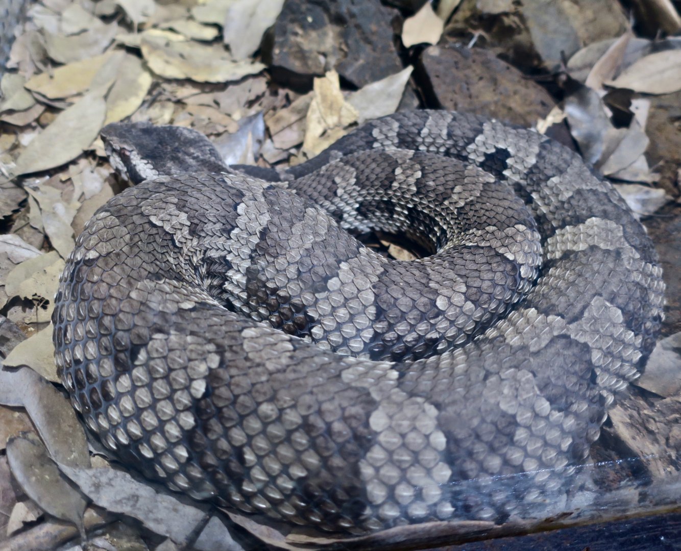 Hime Habu/Okinawan Pit Viper (Ovophis okinavensis)