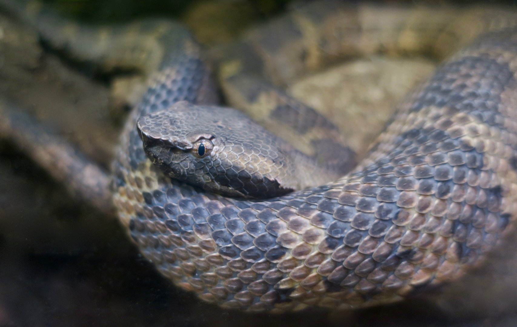 Hime-Habu (Ovophis okinavensis)