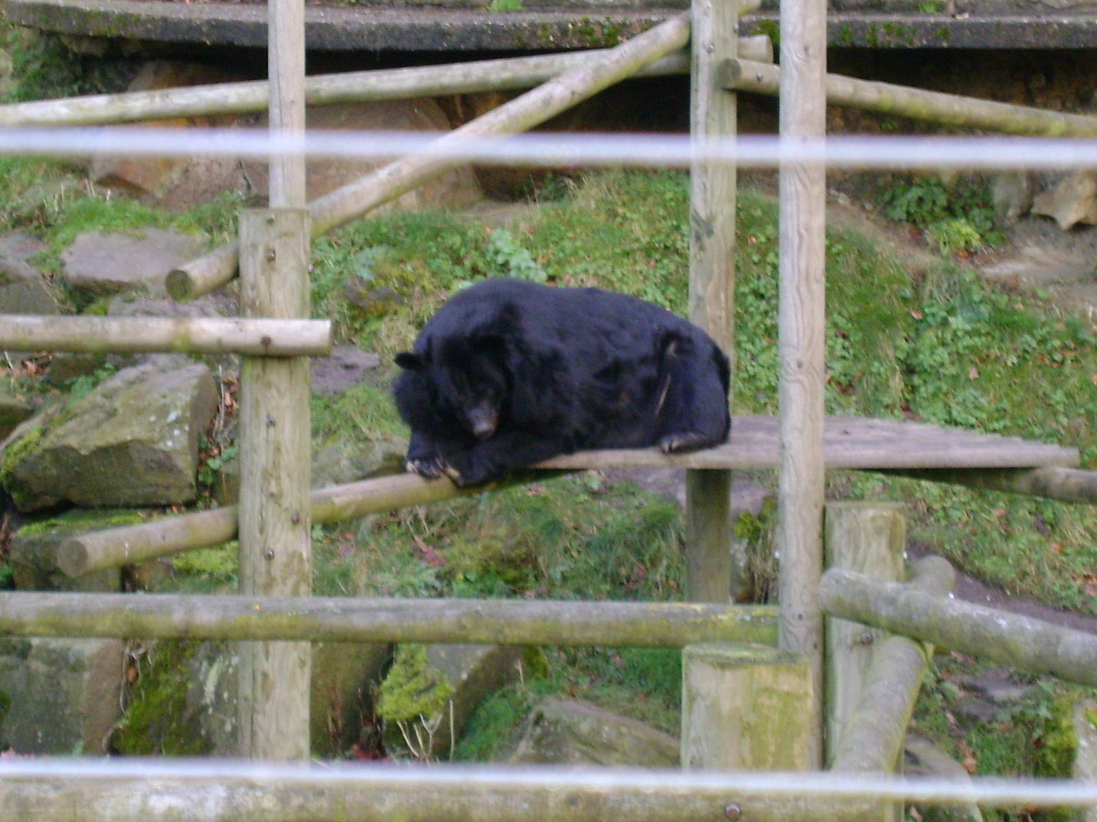 Himilayan black bear