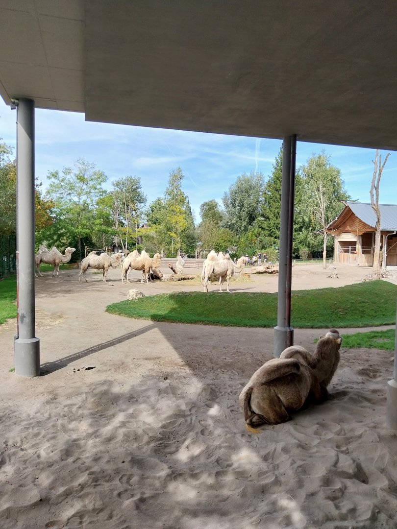 Himmapan - Bactrian camel enclosure