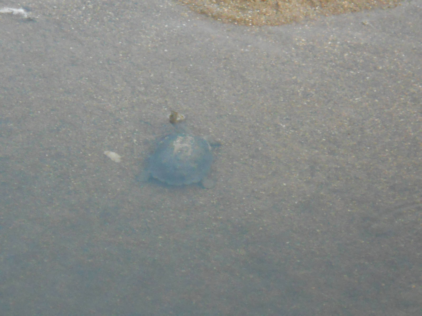 Hinge-backed terrapin, Kruger National Park, July 2012