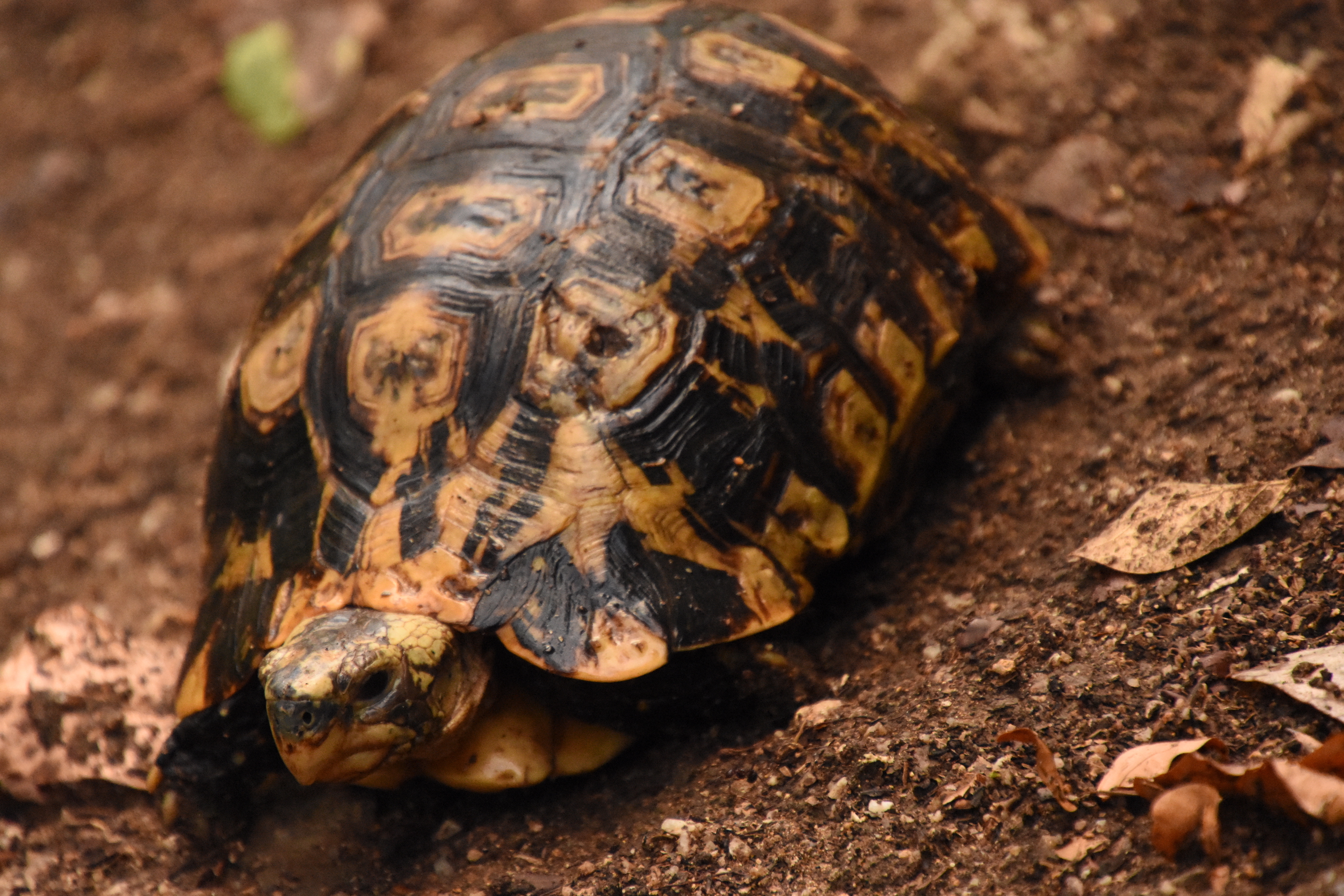 Hinge-bellied tortoise