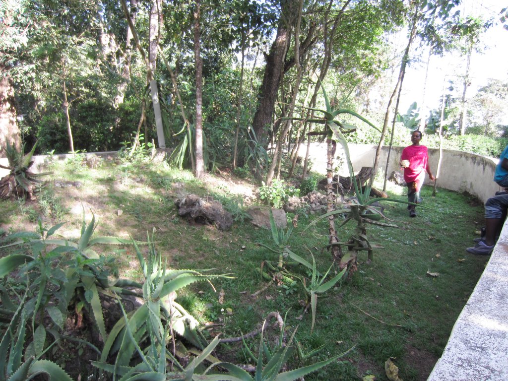 Hingeback tortoise enclosure