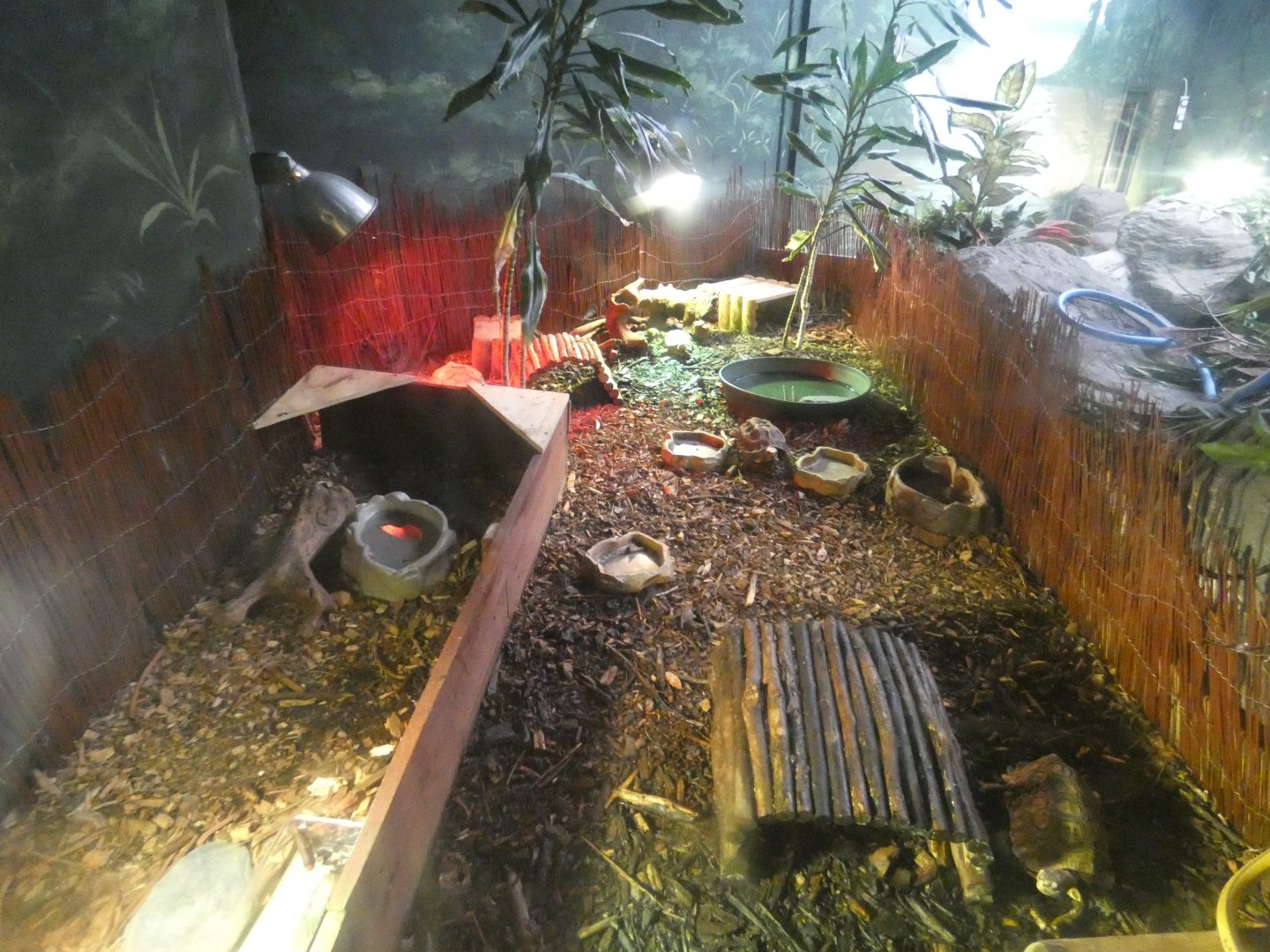 Hingeback tortoise enclosure