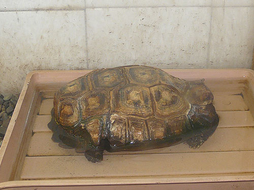 Hingeback Tortoise in Kishinev Zoo