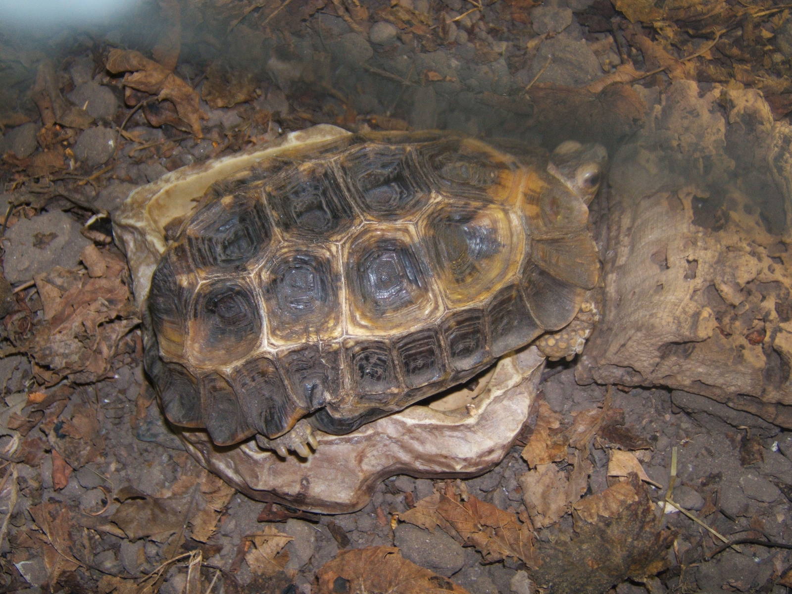 Hingebacked Tortoise