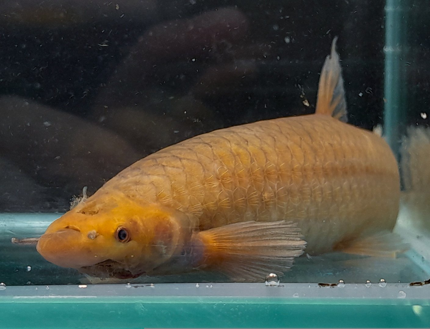 Hingemouth (Phractolaemus ansorgii)