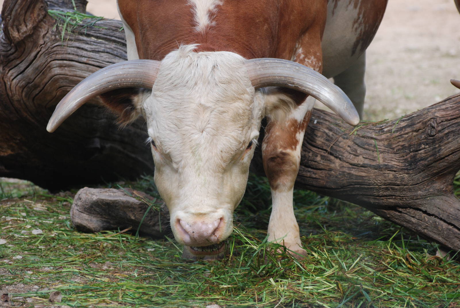 Hinterwald Cattle at Berlin Zoo, 31/08/11