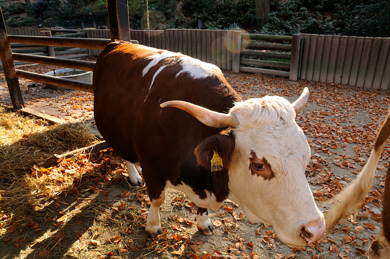 Hinterwald cattle at Dortmund.
