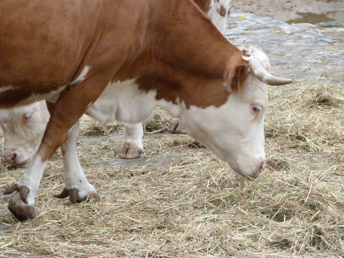 Hinterwald cattle -Zoologischer Garten Berlin (2024)