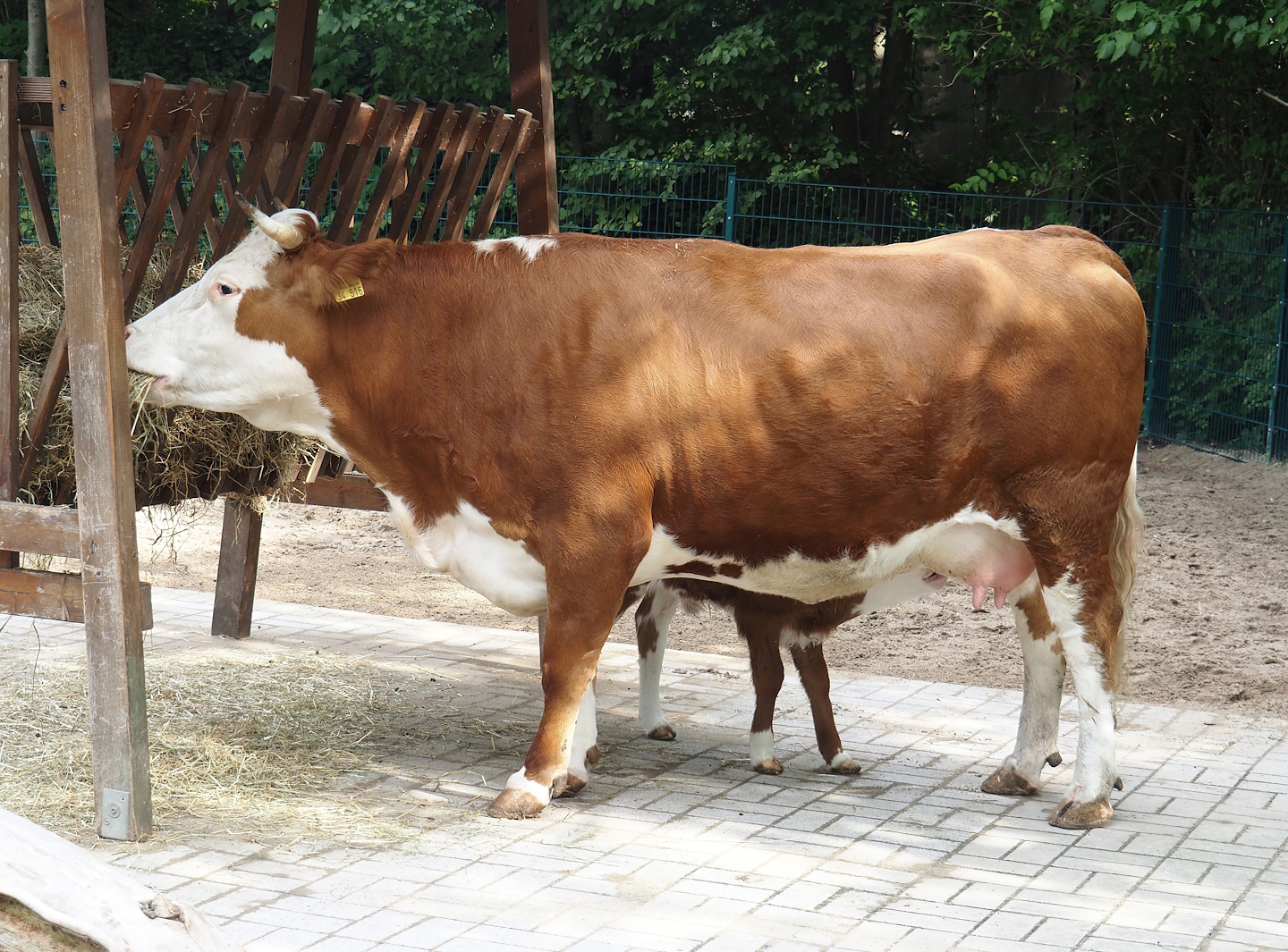 Hinterwald cow with calf (Bos taurus taurus), 2024-08-05