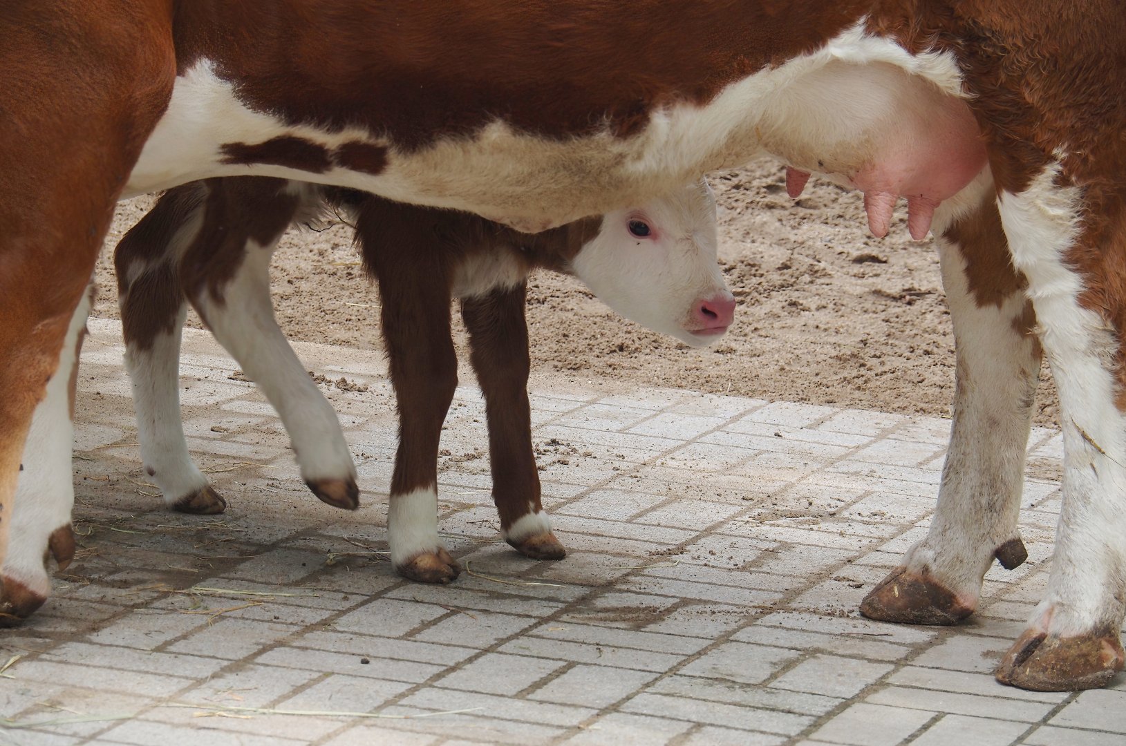 Hinterwald cow with calf (Bos taurus taurus), 2024-08-05