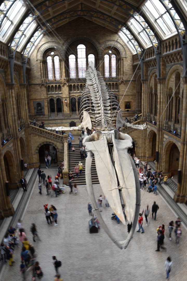 Hintze Hall blue whale