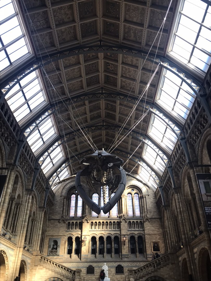 Hintze hall blue whale