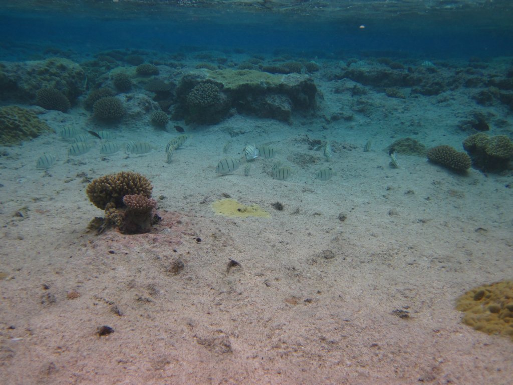 Hio reef pool - Convict Surgeonfish