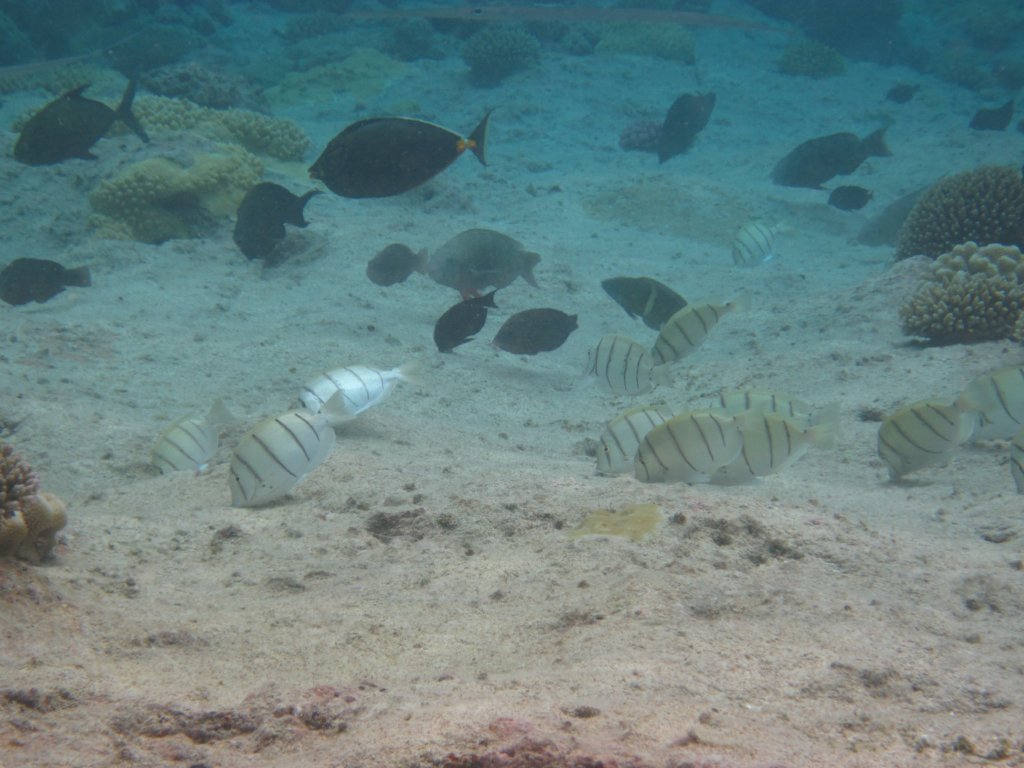 Hio reef pool