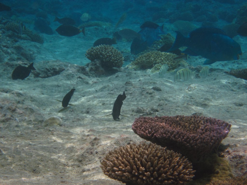 Hio reef pool