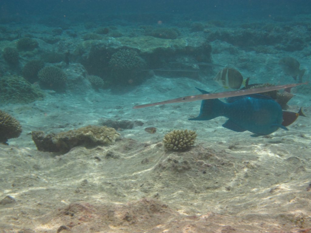 Hio reef pool