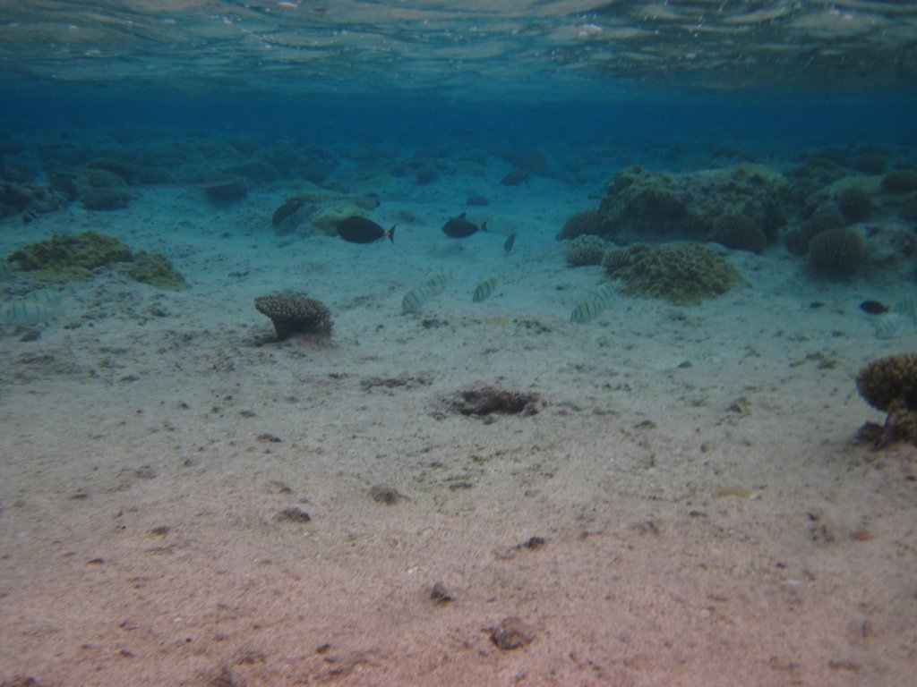 Hio reef pool