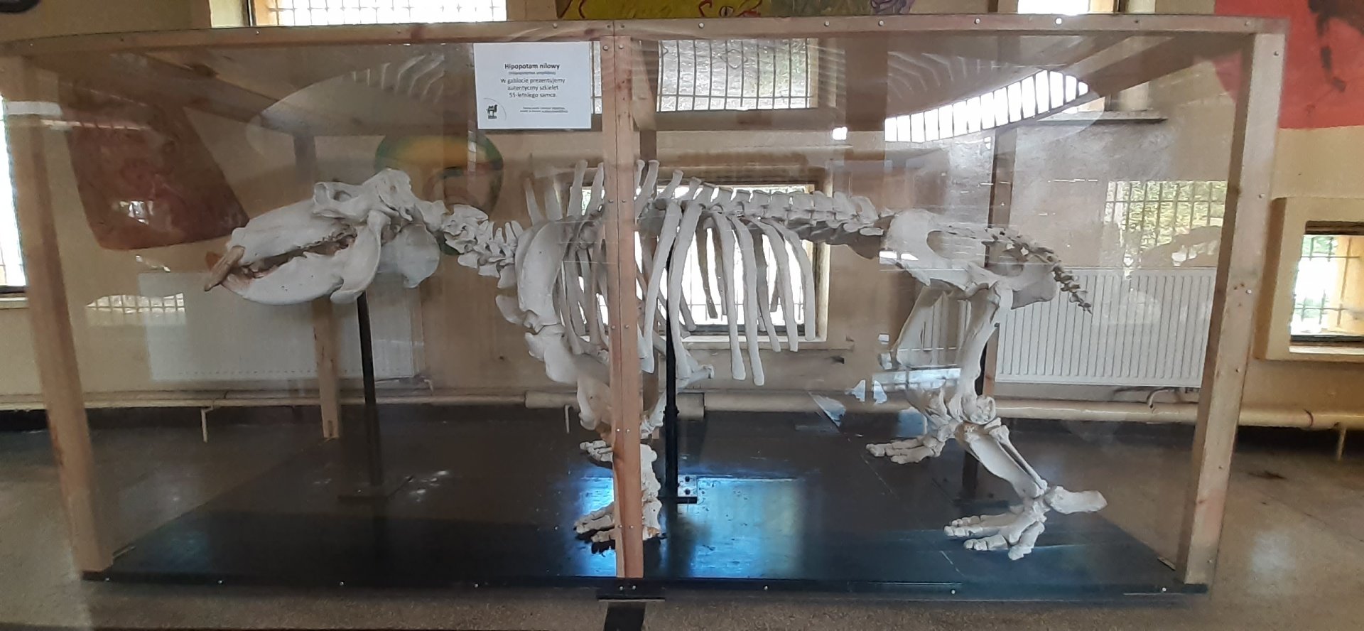 Hipopotamus skeleton
