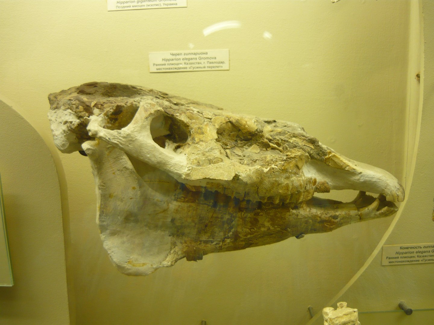 Hipparion elegans skull