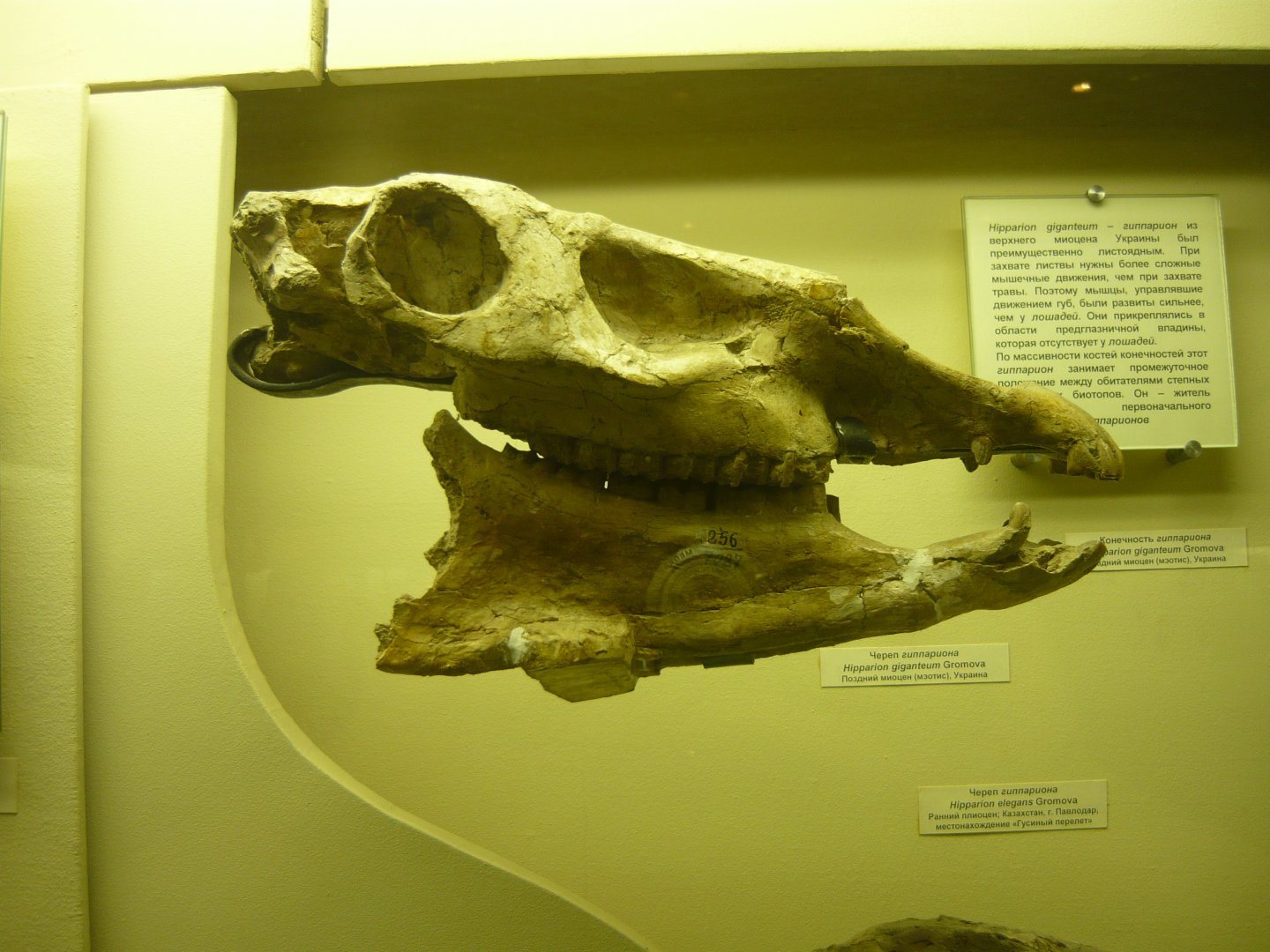 Hipparion giganteum skull