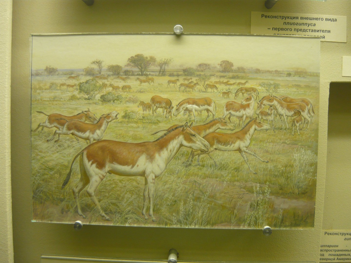 Hipparion reconstruction