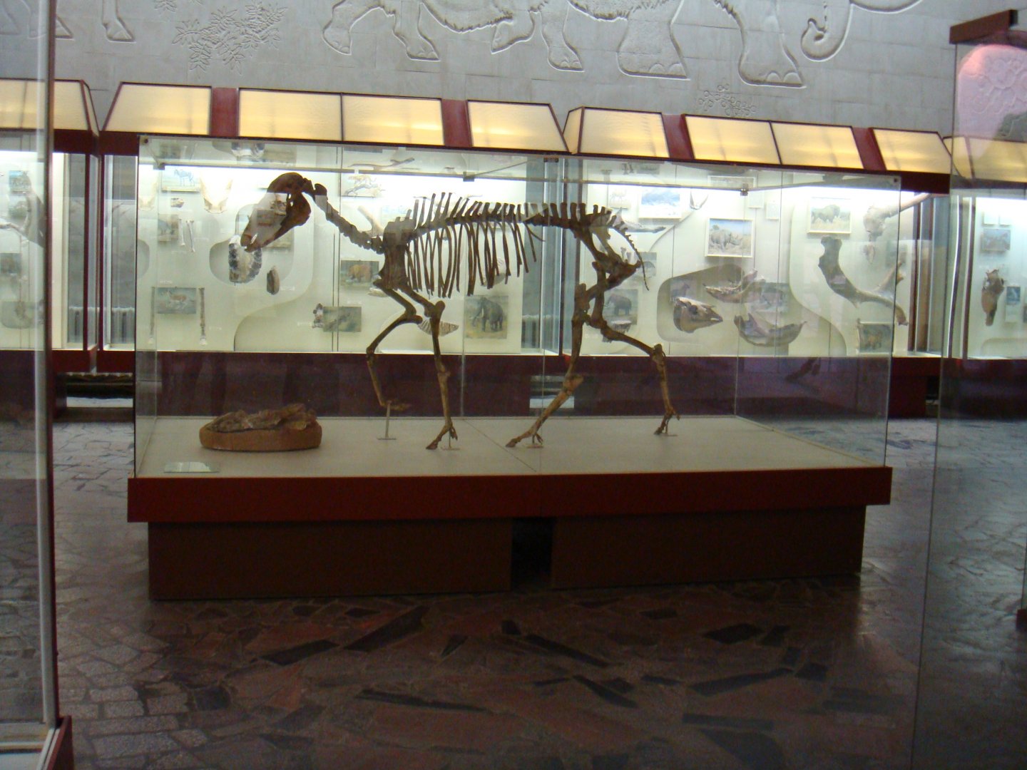 Hipparion sp. skeleton