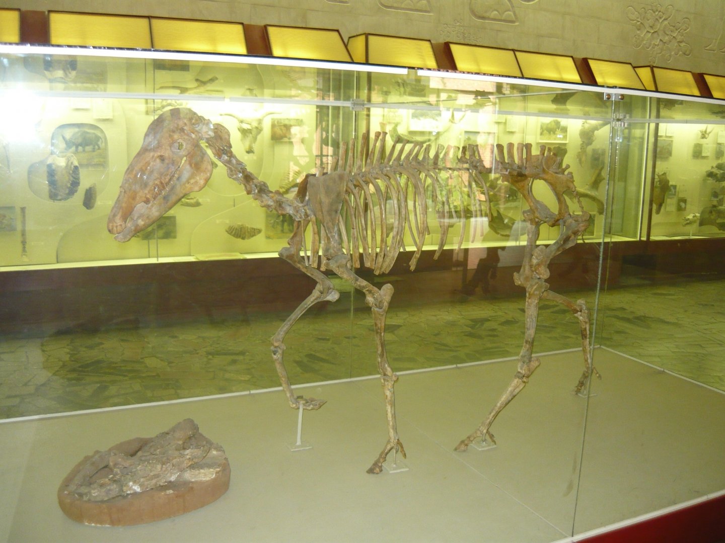 Hipparion sp. skeleton