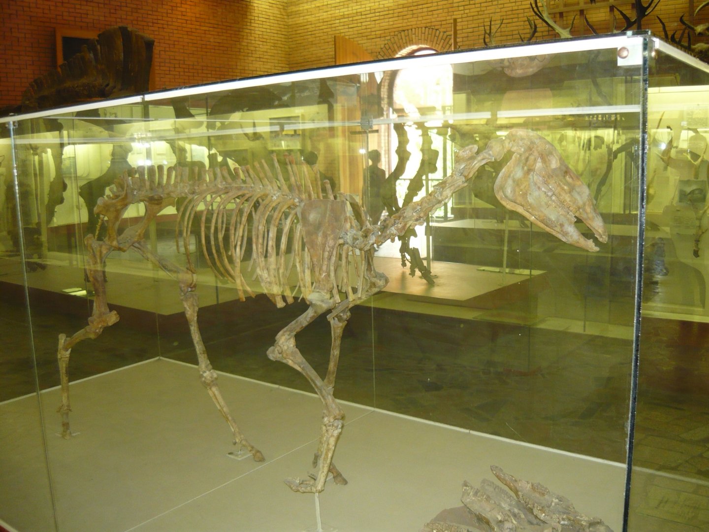 Hipparion sp. skeleton