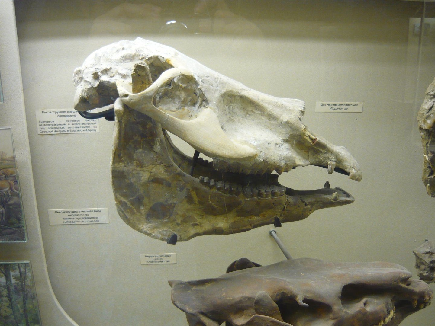 Hipparion sp. skull