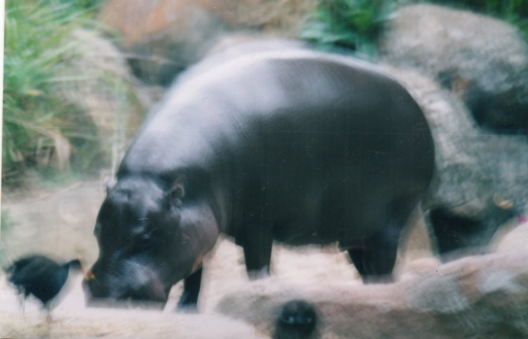 Hippo, 2004