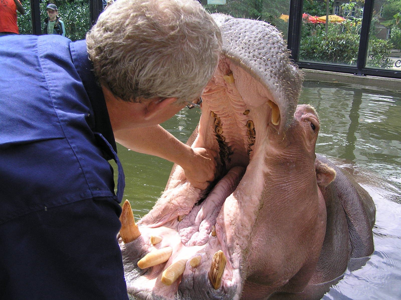 Hippo - Amsterdam 06