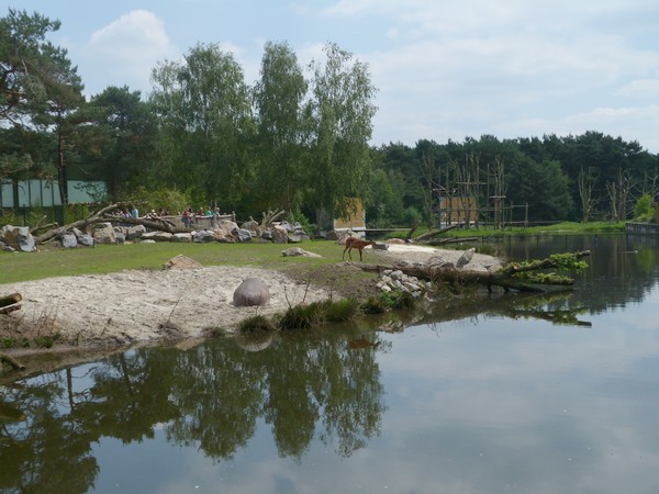Hippo and antelope enclosure