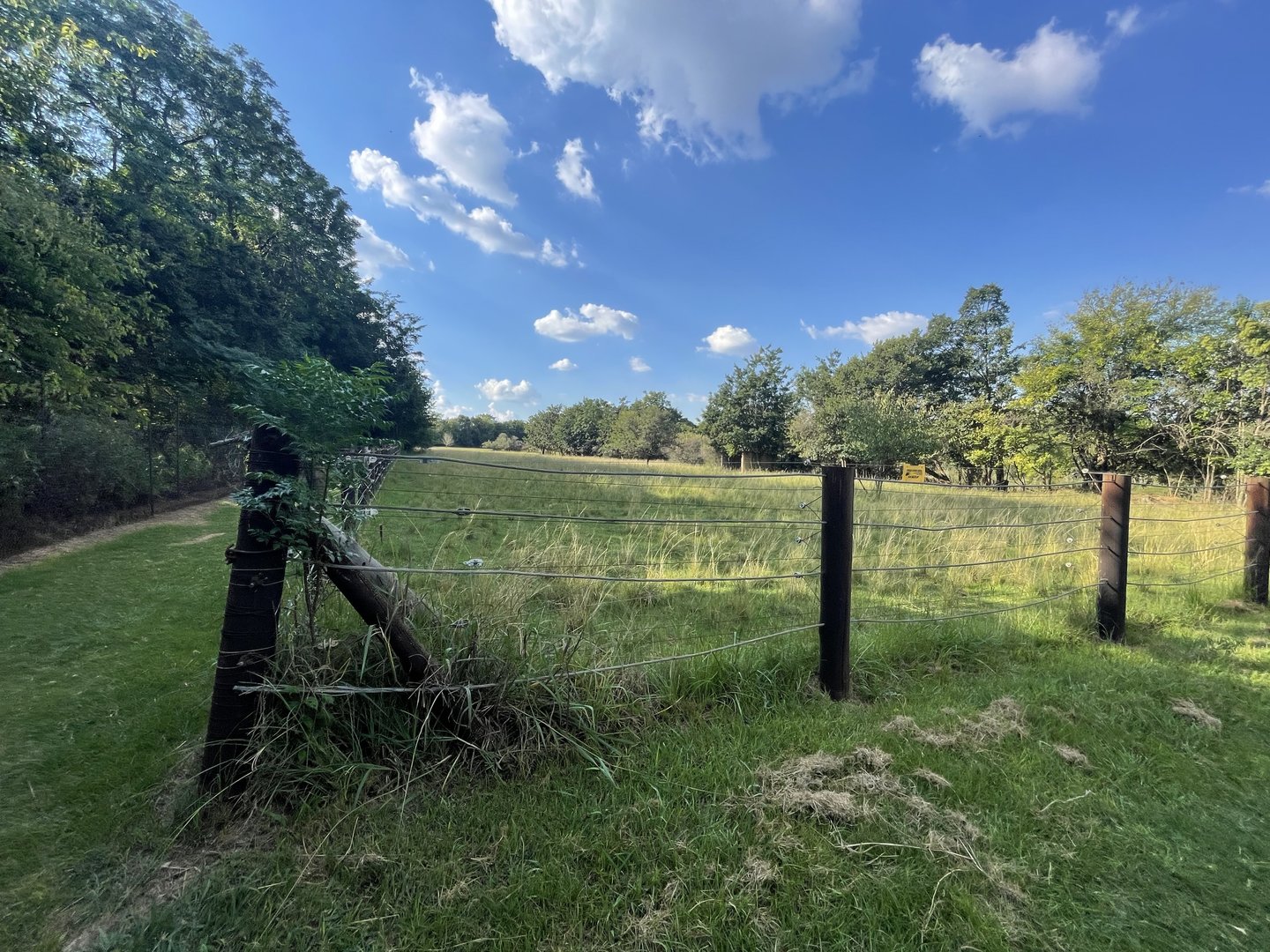 Hippo and Antelope Mixed Enclosure (Hippopotamus amphibius)