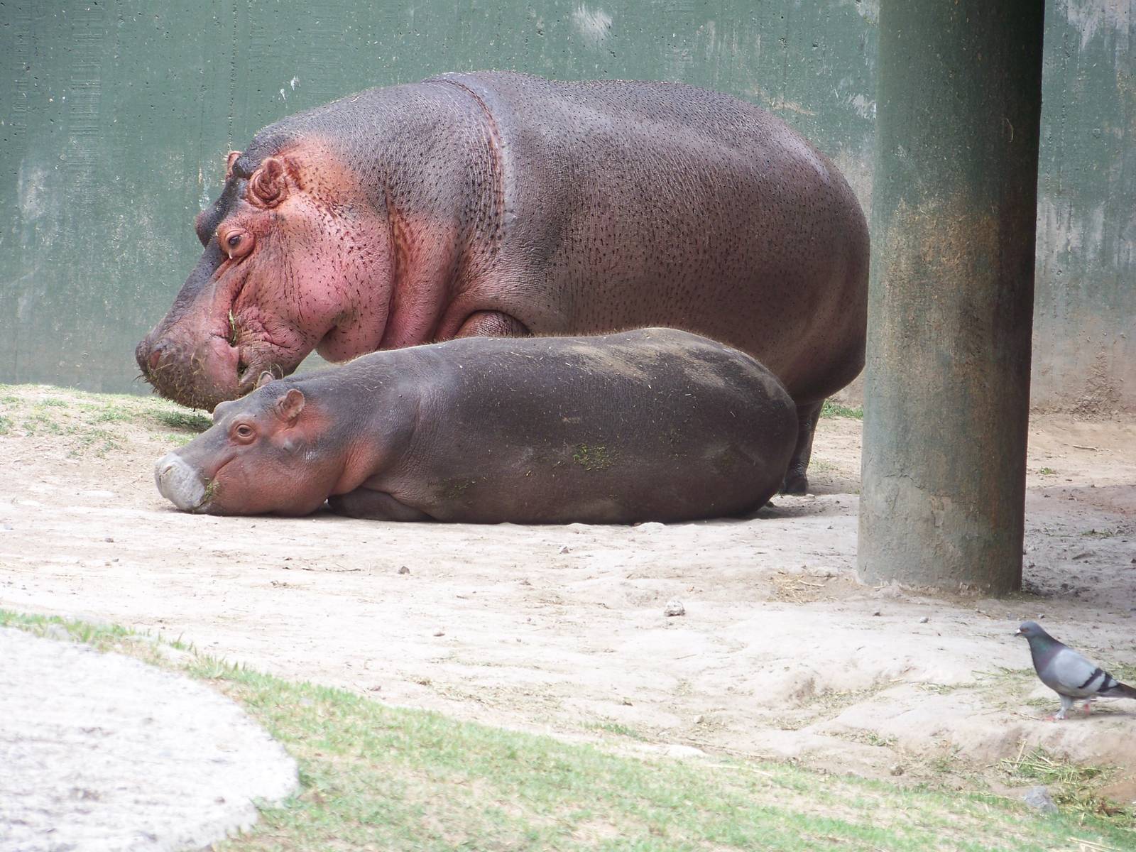 Hippo and baby... and pigeon