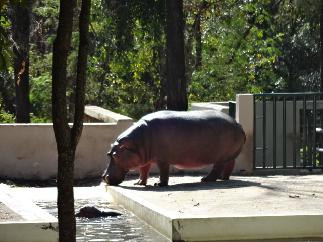 Hippo and baby (circa 2013) - Belo Horizonte zoo