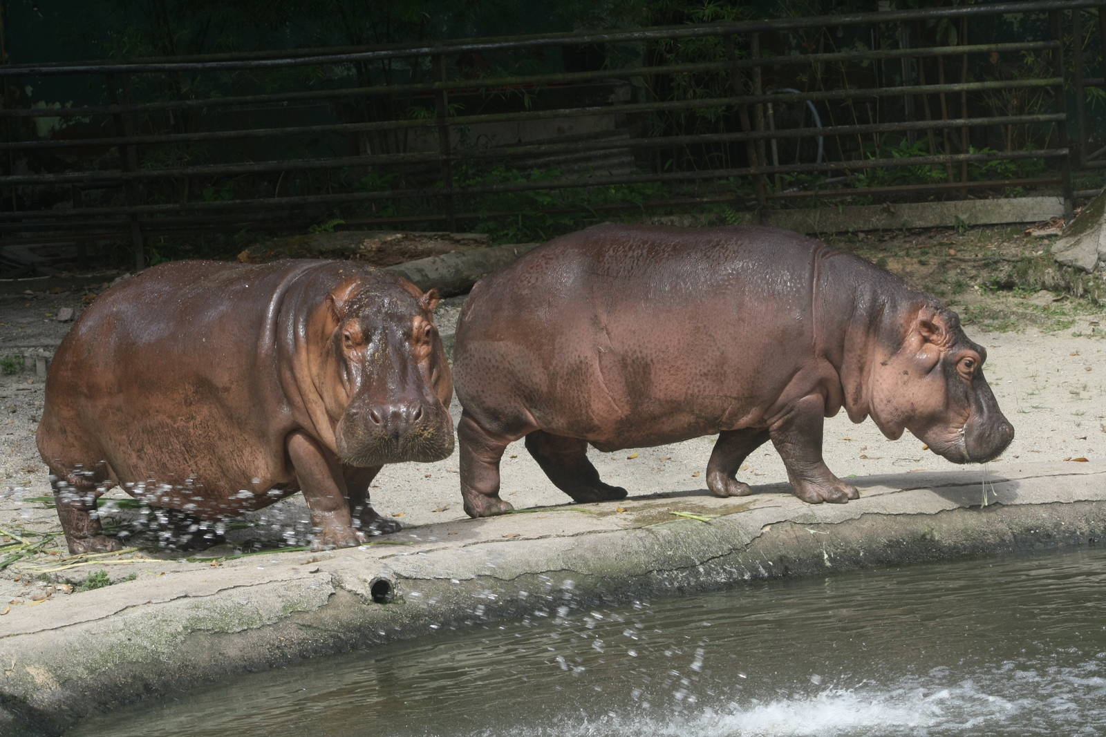 Hippo and Calf - Zoo Negara 2015