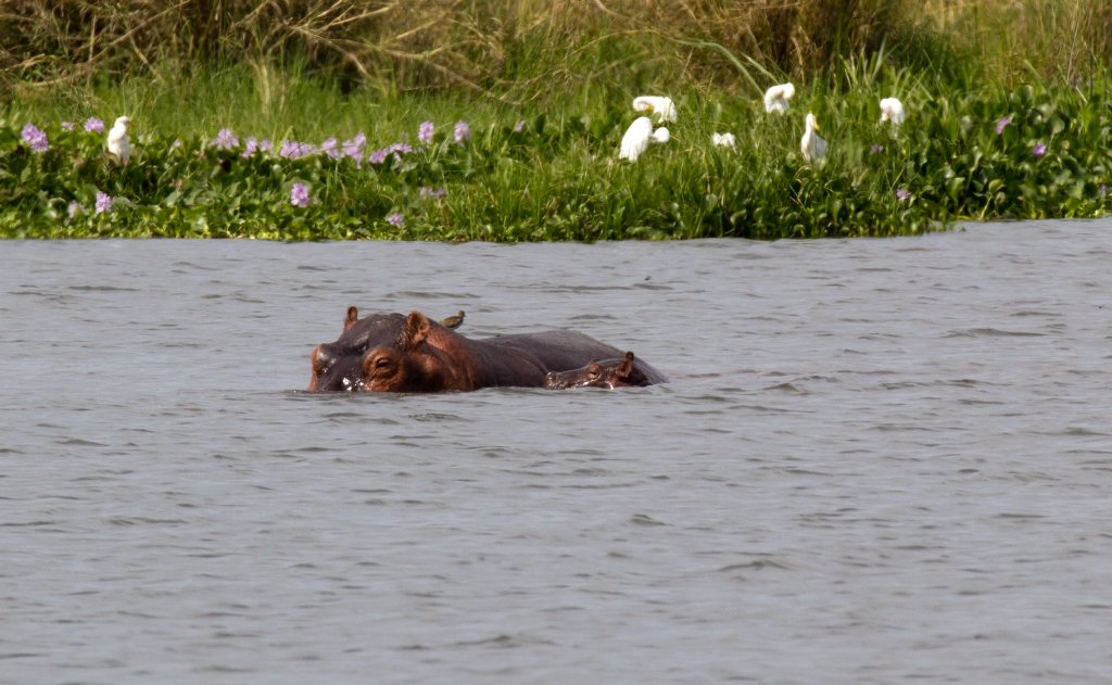 Hippo and calf